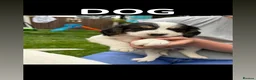 Bocker dogs for sale: Beautiful bocker puppies ready to leave from 28th in Barnsley - Advert 3