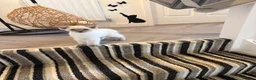 Ragdoll cats for sale: TICA REGISTERED RAGDOLL KITTENS  - Advert 3