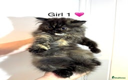 Persian cats for sale: Persian kittens - Image 8