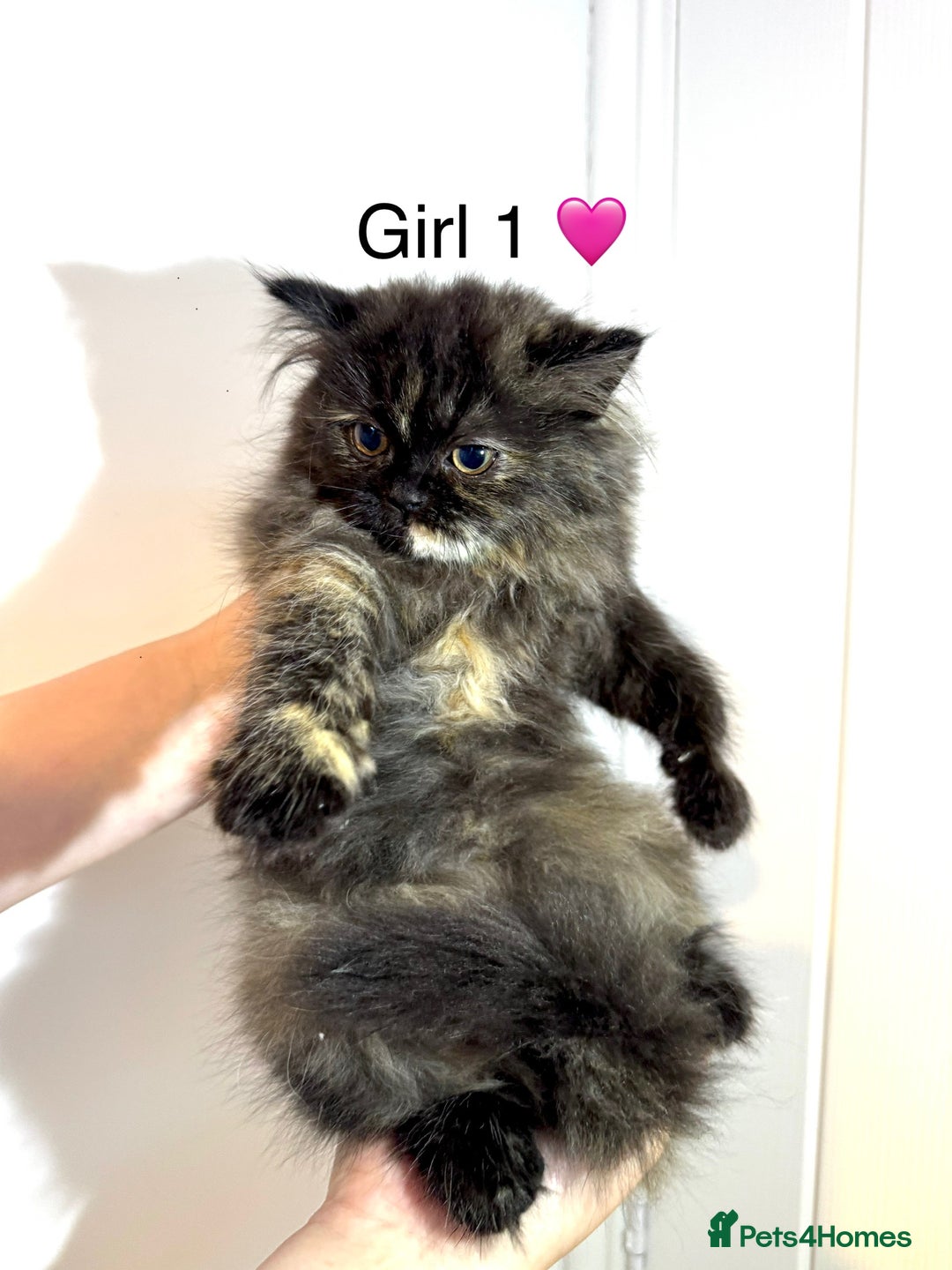 Persian cats for sale: Persian kittens - Image 8