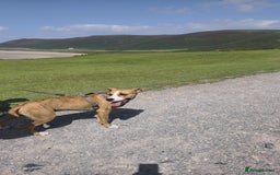 Mixed Breed dogs for adoption: Urgent Foster Needed  - Advert 2