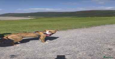 Mixed Breed dogs Urgent Foster Needed  - Advert 2