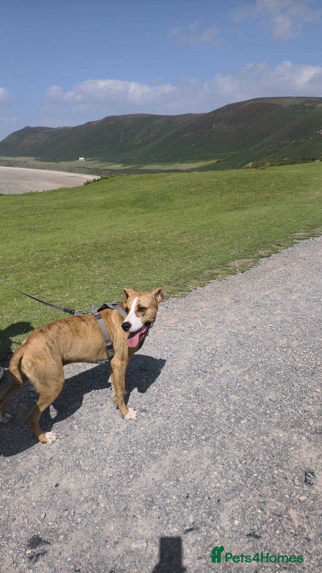 Mixed Breed dogs for adoption: Urgent Foster Needed  - Advert 2