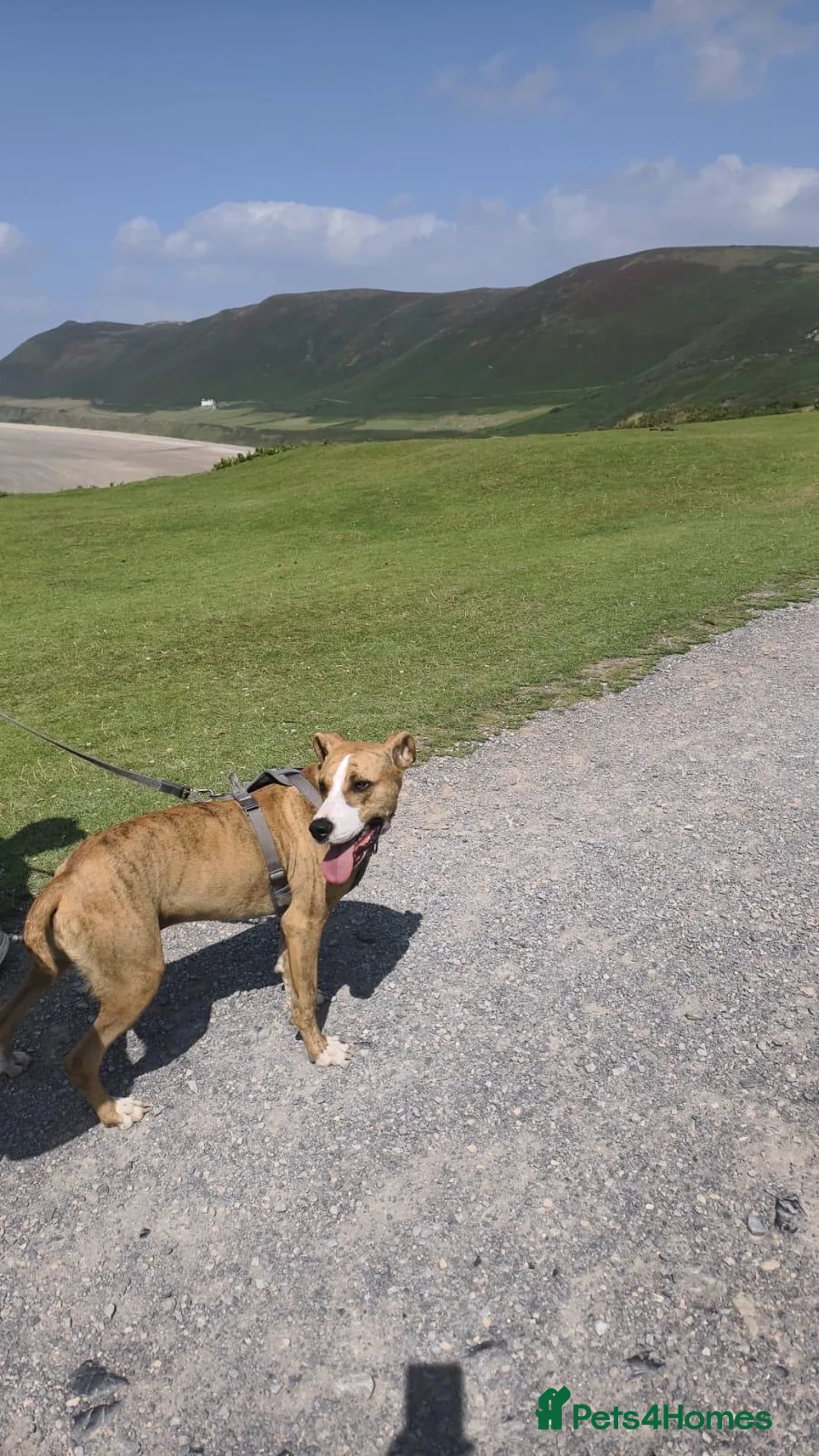 Mixed Breed dogs for adoption: Urgent Foster Needed  - Advert 2