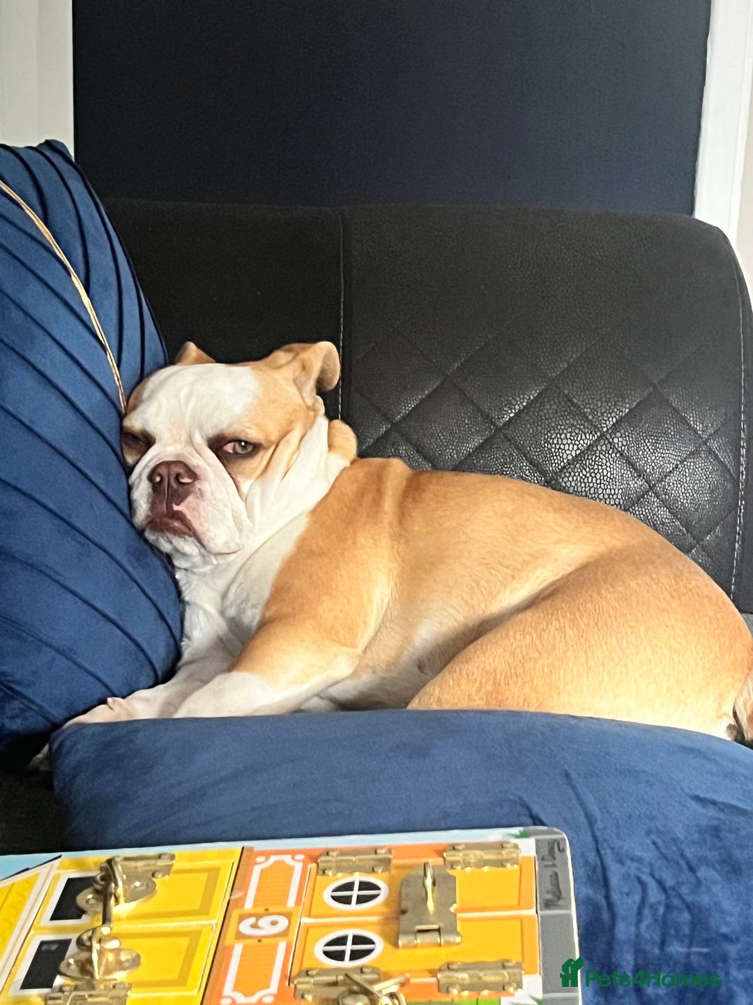 Mixed Breed dogs for sale: Lovely girl needing a home  - Advert 5