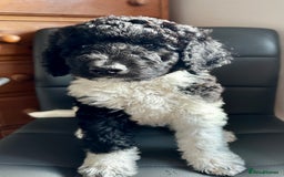 Mixed Breed dogs for sale: 🐾 St Beradoodle Puppies Health Tested Parents 🐾 in Sheerness - Image 12