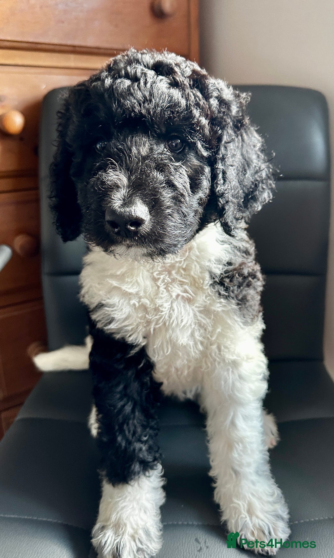 Mixed Breed dogs for sale: 🐾 St Beradoodle Puppies Health Tested Parents 🐾 in Sheerness - Image 12