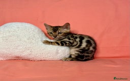 Bengal cats for sale: 🐾Purebred BENGAL Kittens🐾  - Image 25