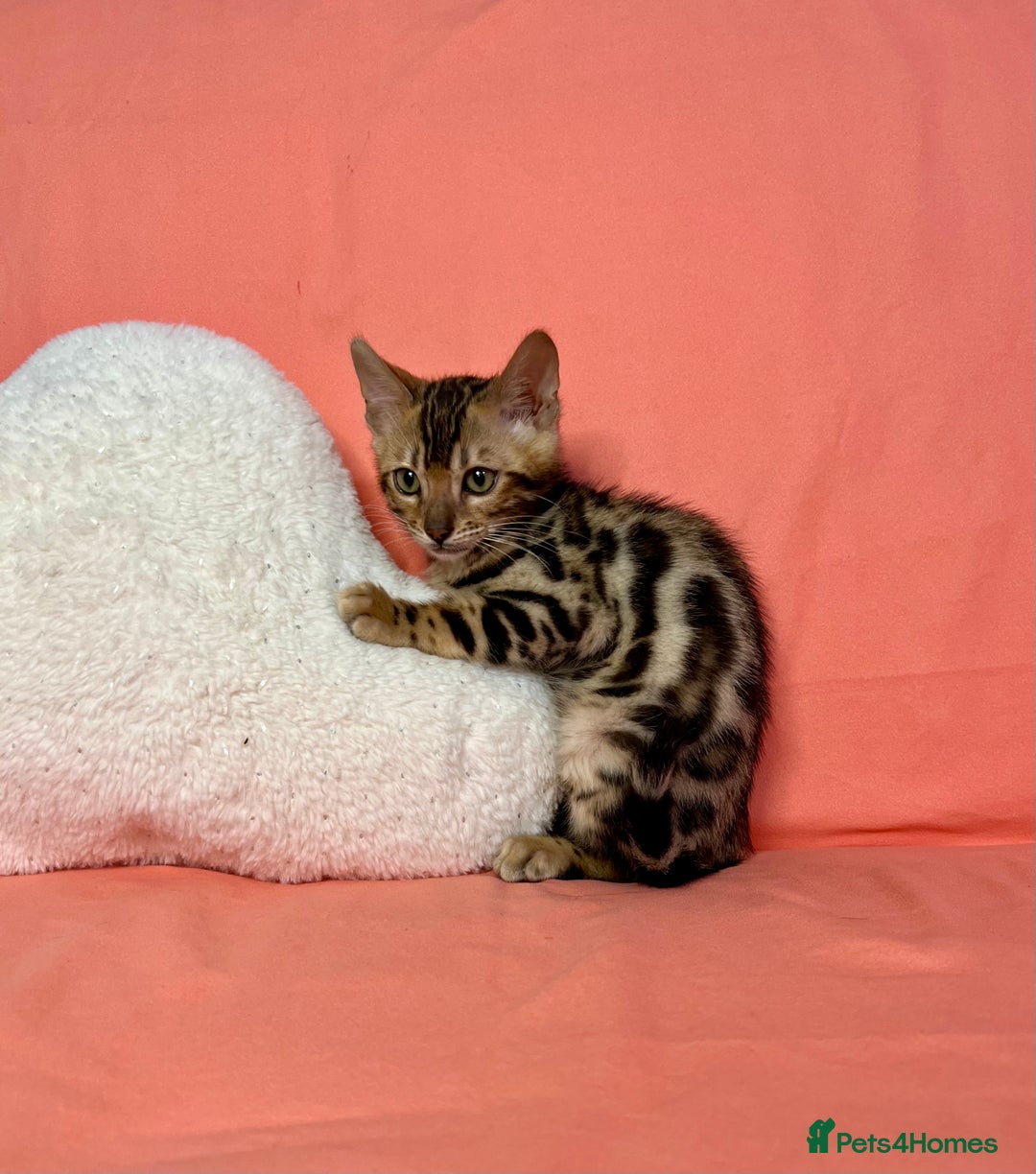 Bengal cats for sale: 🐾Purebred BENGAL Kittens🐾  - Image 25