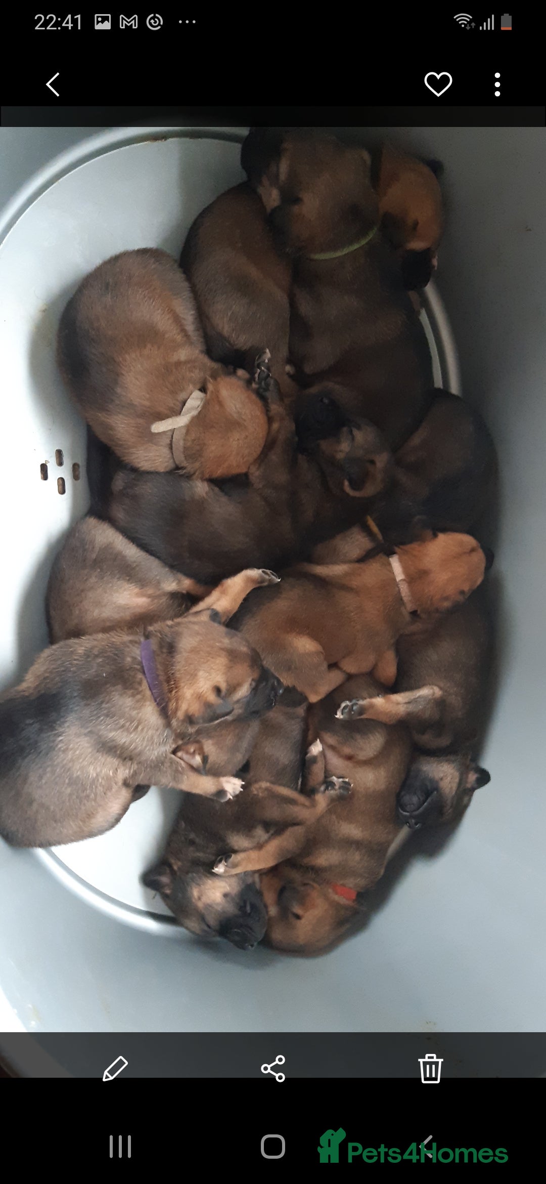 Mixed Breed dogs for sale: Japanese bearheaded akit x doberman hybrids  - Image 3