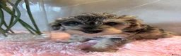 Schnoodle dogs for sale: Never been seen before Toy Schnoodles - Advert 14