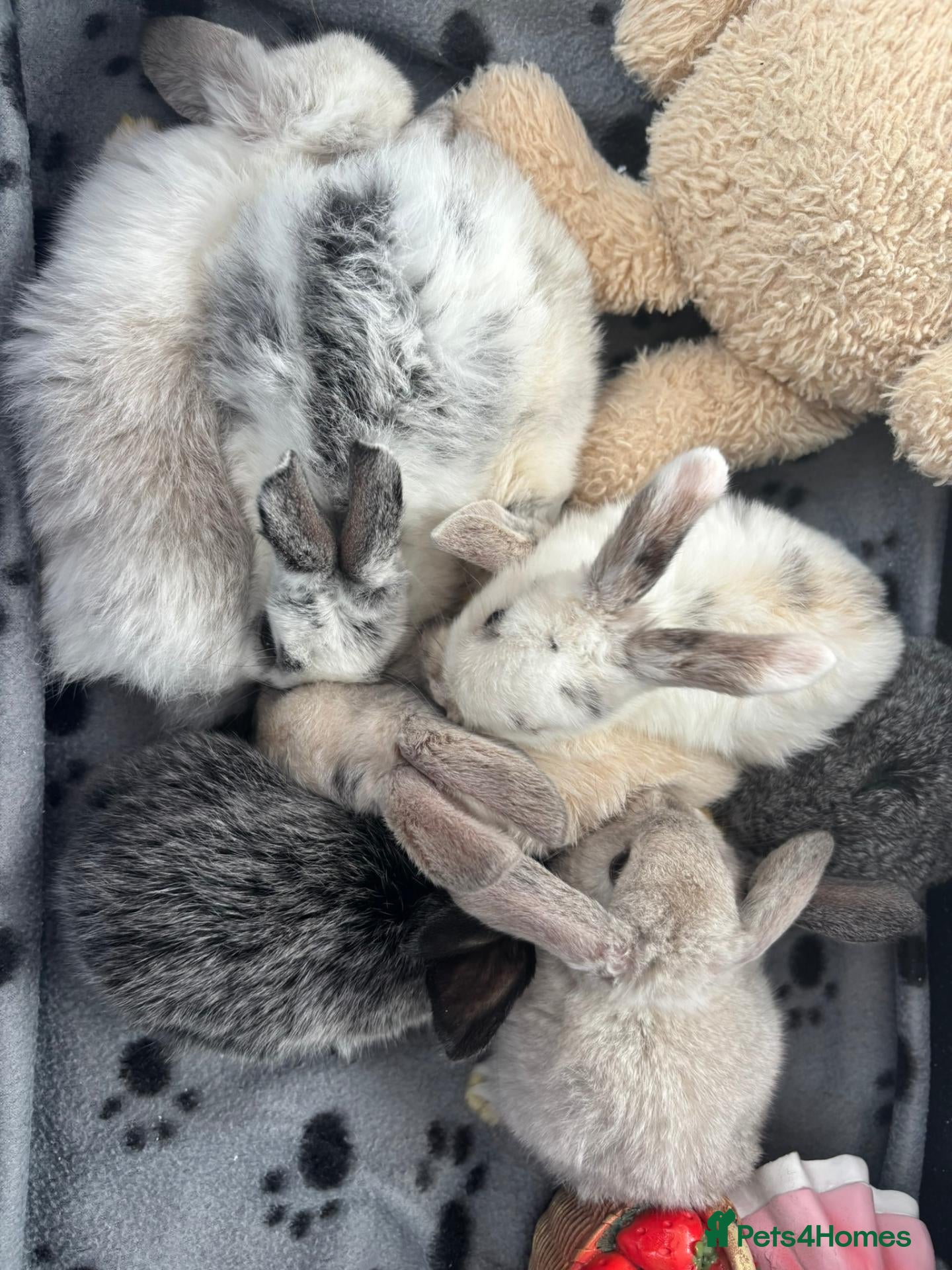 Mini Lop rabbits 🐰 Beautiful Mini Lop Baby Bunnies –Ready to go 🐰 - Advert 1