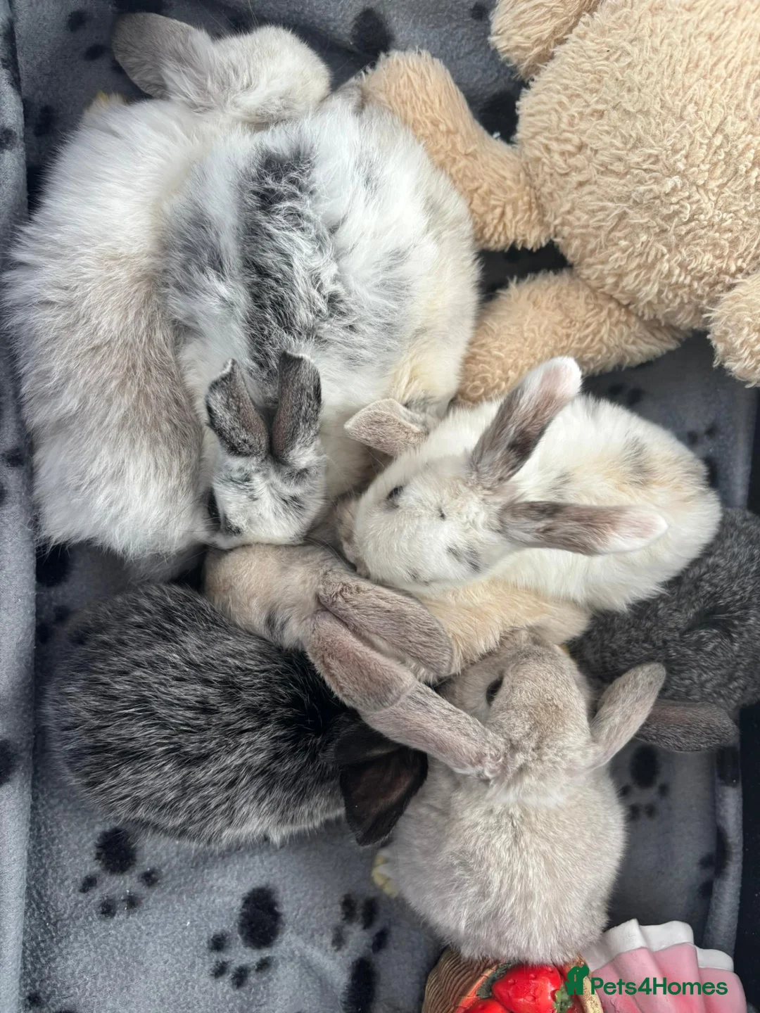 Mini Lop rabbits for sale: 🐰 Beautiful Mini Lop Baby Bunnies –Ready to go 🐰 - Advert 1