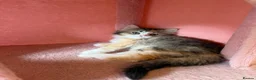 Mixed Breed cats for sale: looking for a new home, a new family!!! - Advert 6