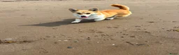 Welsh Corgi Pembroke dogs for sale: 5 Welsh Pembrokeshire Corgis Puppies For sale in Llandysul - Advert 8