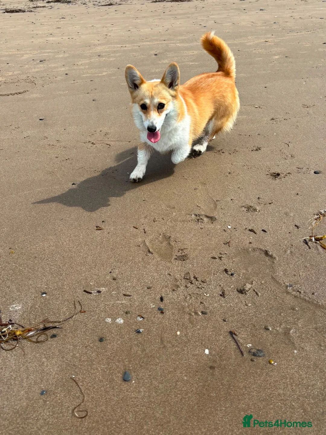 Welsh Corgi Pembroke dogs for sale: 5 Welsh Pembrokeshire Corgis Puppies For sale in Llandysul - Advert 8