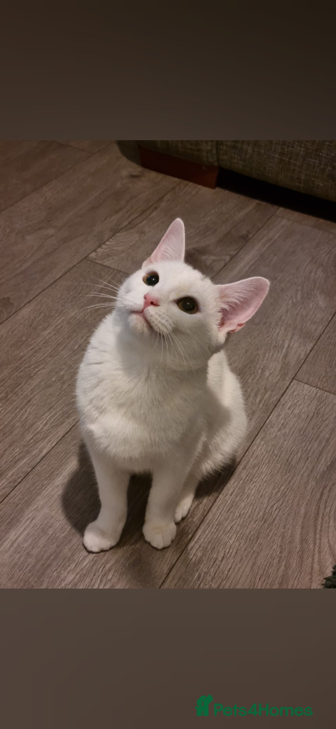 Snowball