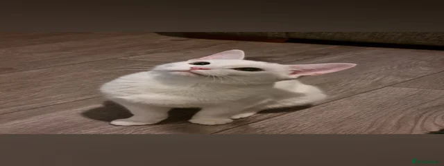 Snowball