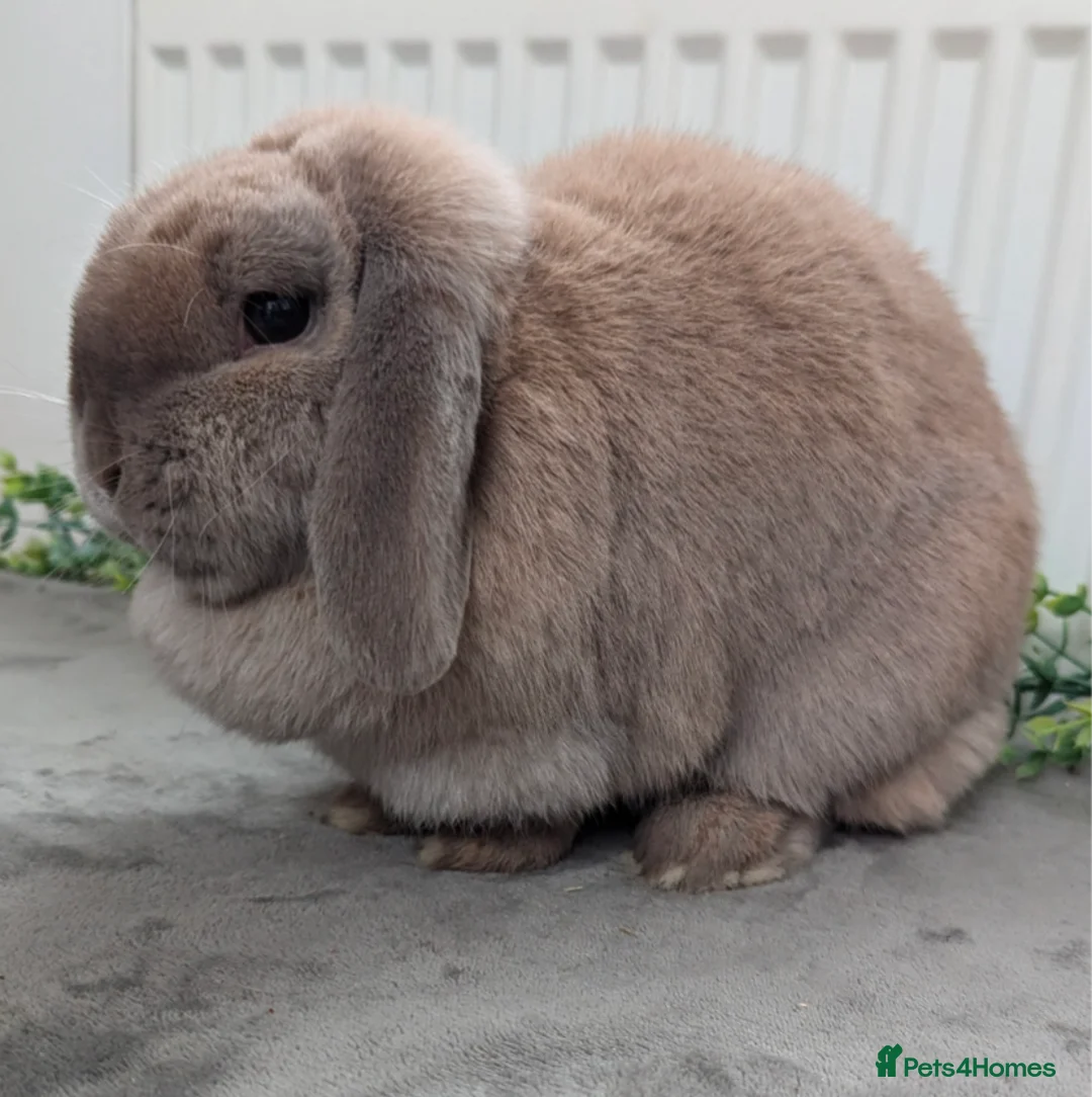 Mini Lop rabbits for sale: Spayed mini lop doe looking for her forever home - Advert 2