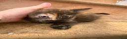 Mixed Breed cats for sale: The most loving kittens available  in Ramsgate - Advert 6