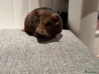 Hamster rodents Pedigree Syrian hamster waiting list - Advert 5