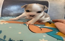 Jack Russell dogs for sale: Rare colouring Jack Russell’s 4 Male - Advert 6