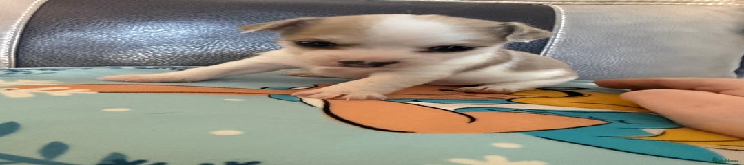 Jack Russell Puppy 3