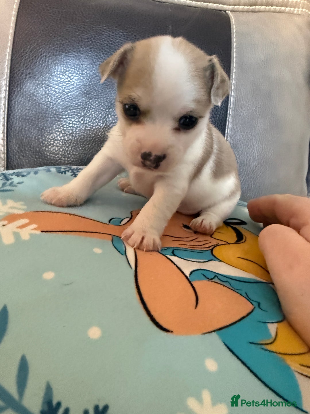 Jack Russell dogs for sale: Rare colouring Jack Russell’s 4 Male - Advert 6