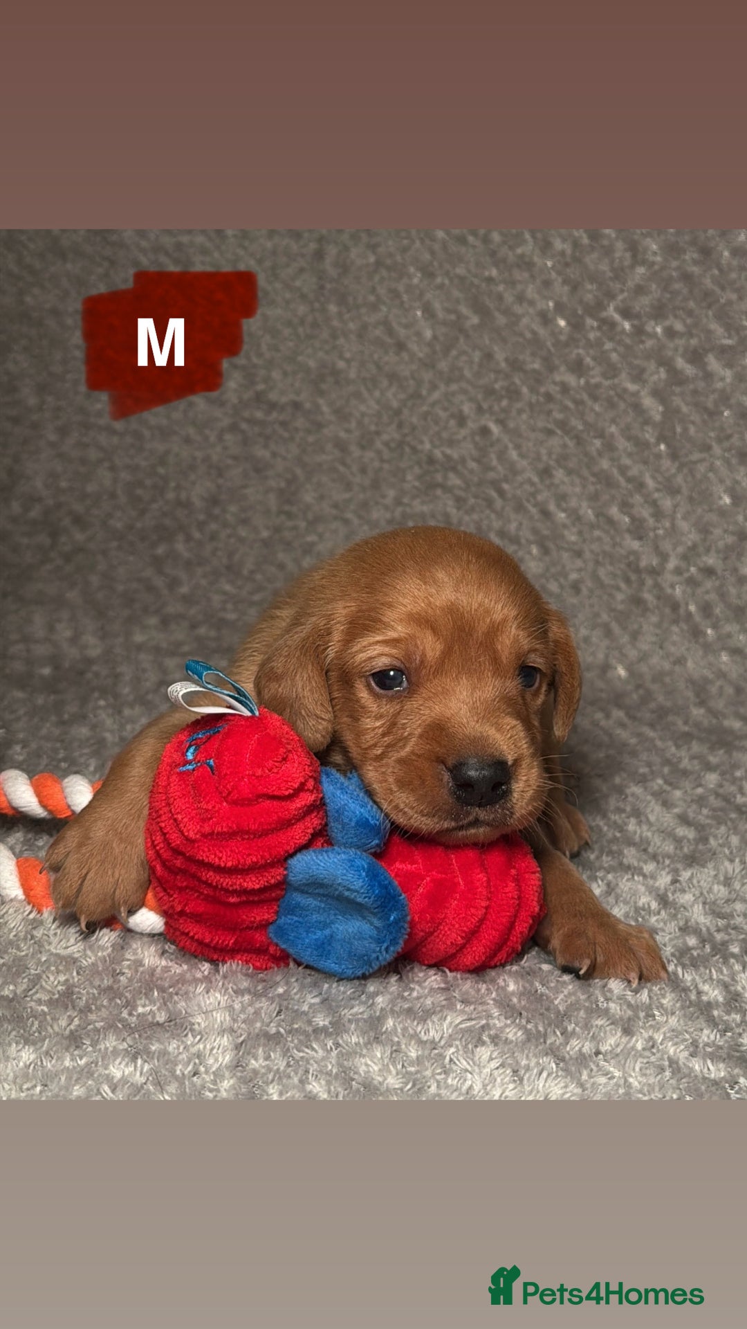 Labrador Retriever dogs for sale: Labrador Retriever Puppies - Raised in Family Home - Advert 35