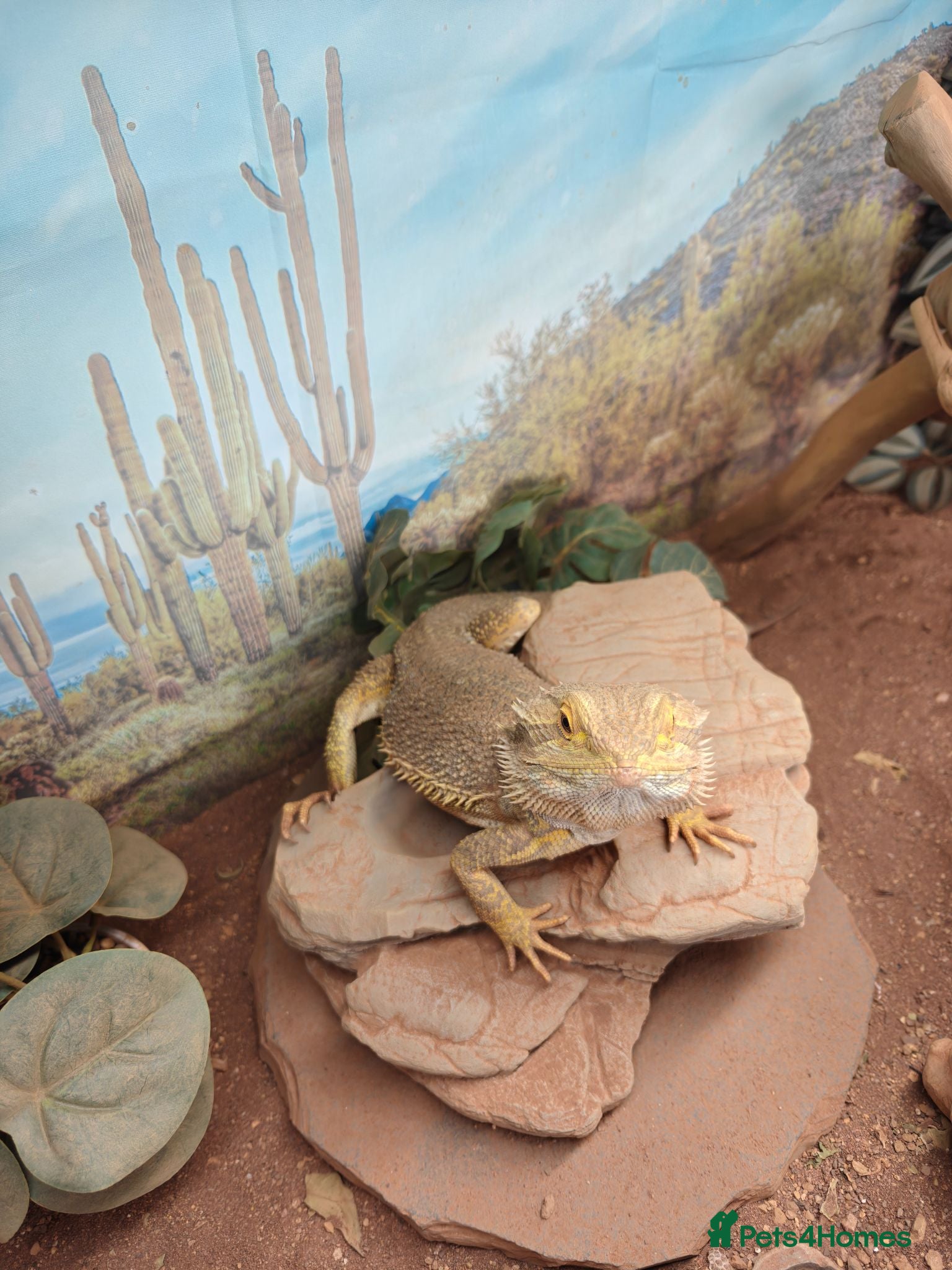 Bearded Dragon reptiles Bearded dragon for sale - Advert 1