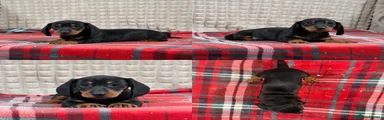 Miniature Dachshund 2