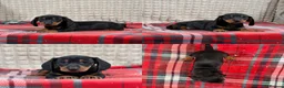 Miniature Dachshund dogs for sale: STUNNING KC MINI DACHSHUND PUPPIES READY NOW  - Advert 19