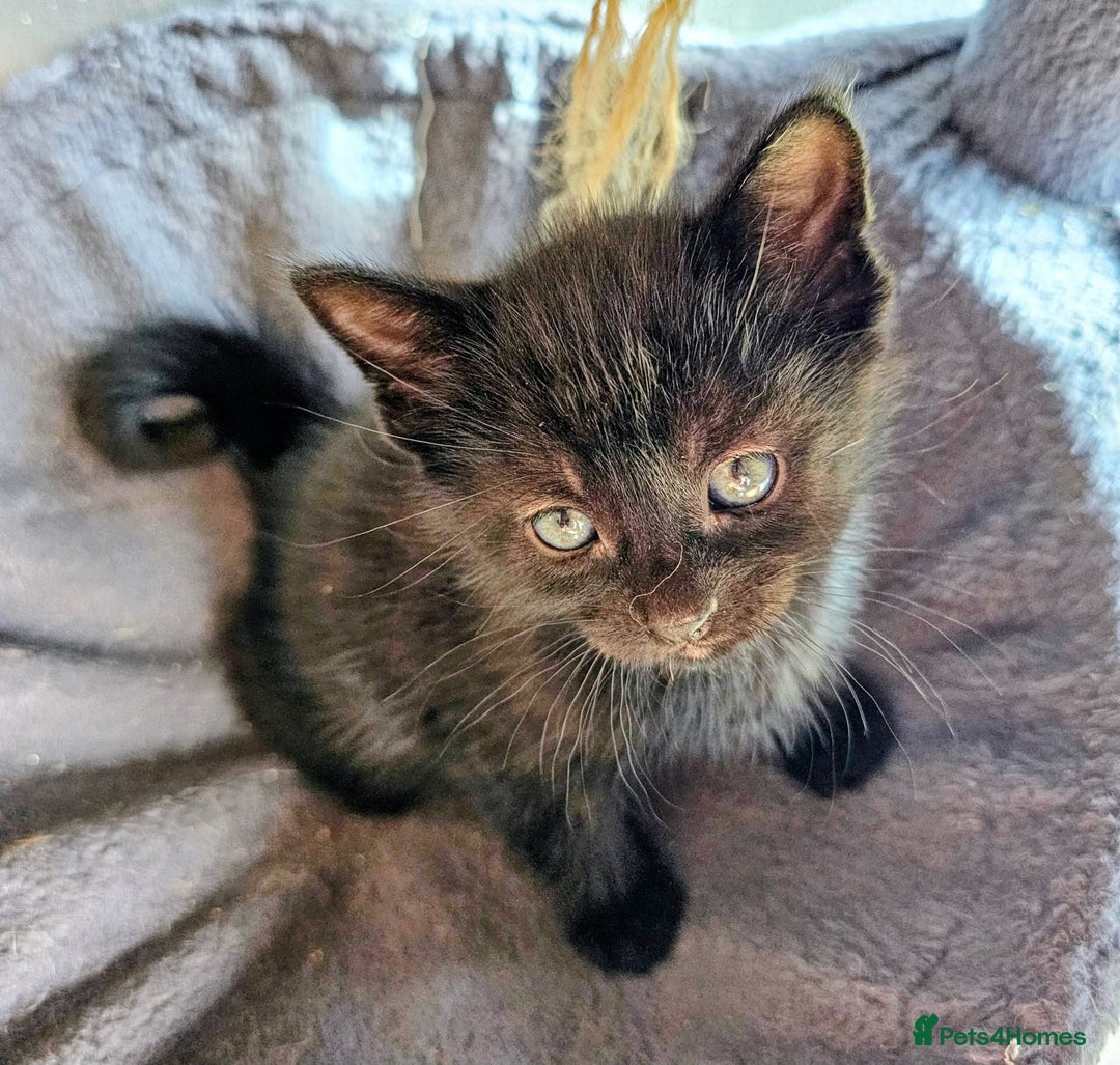 Mixed Breed cats for sale: Adorable kittens looking for new homes  - Image 5