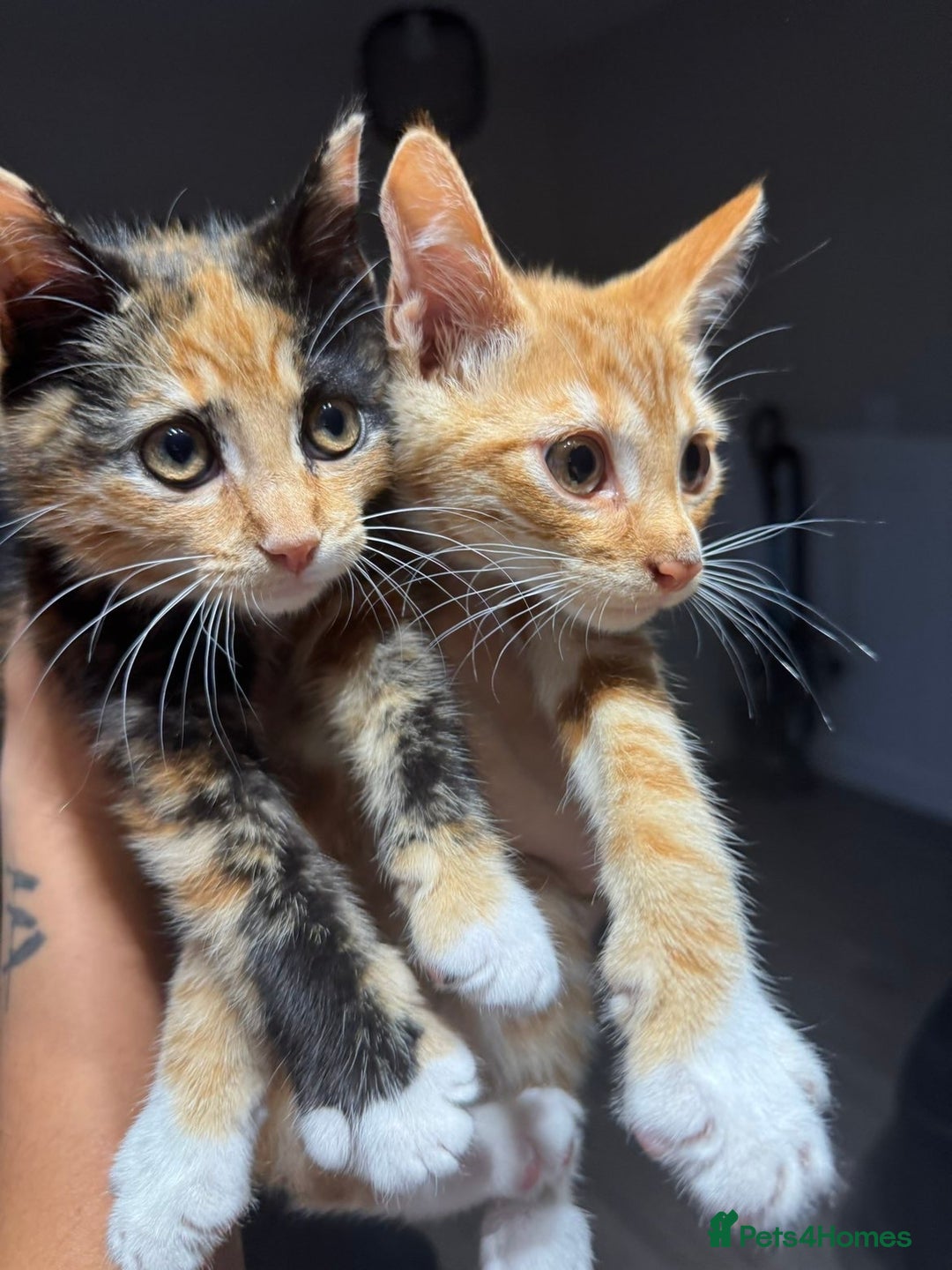 British Shorthair cats for sale: Ginny and Joey - Advert 1