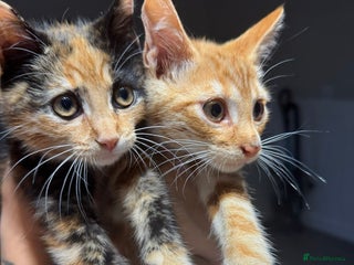 British Shorthair cats Ginny and Joey - Advert 1