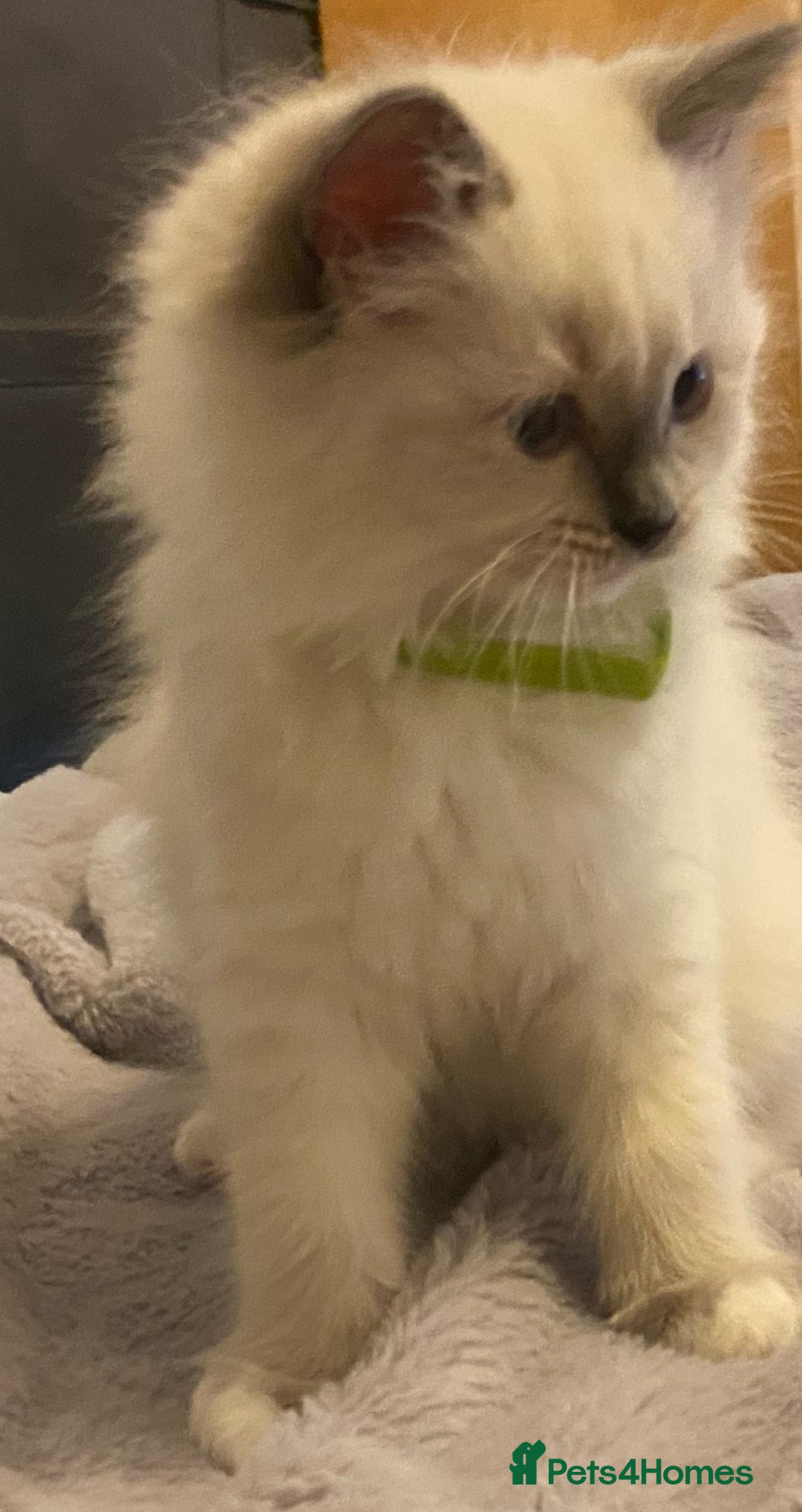 Ragdoll cats for sale: Pedigree ragdolls kittens TICA registered - Advert 8