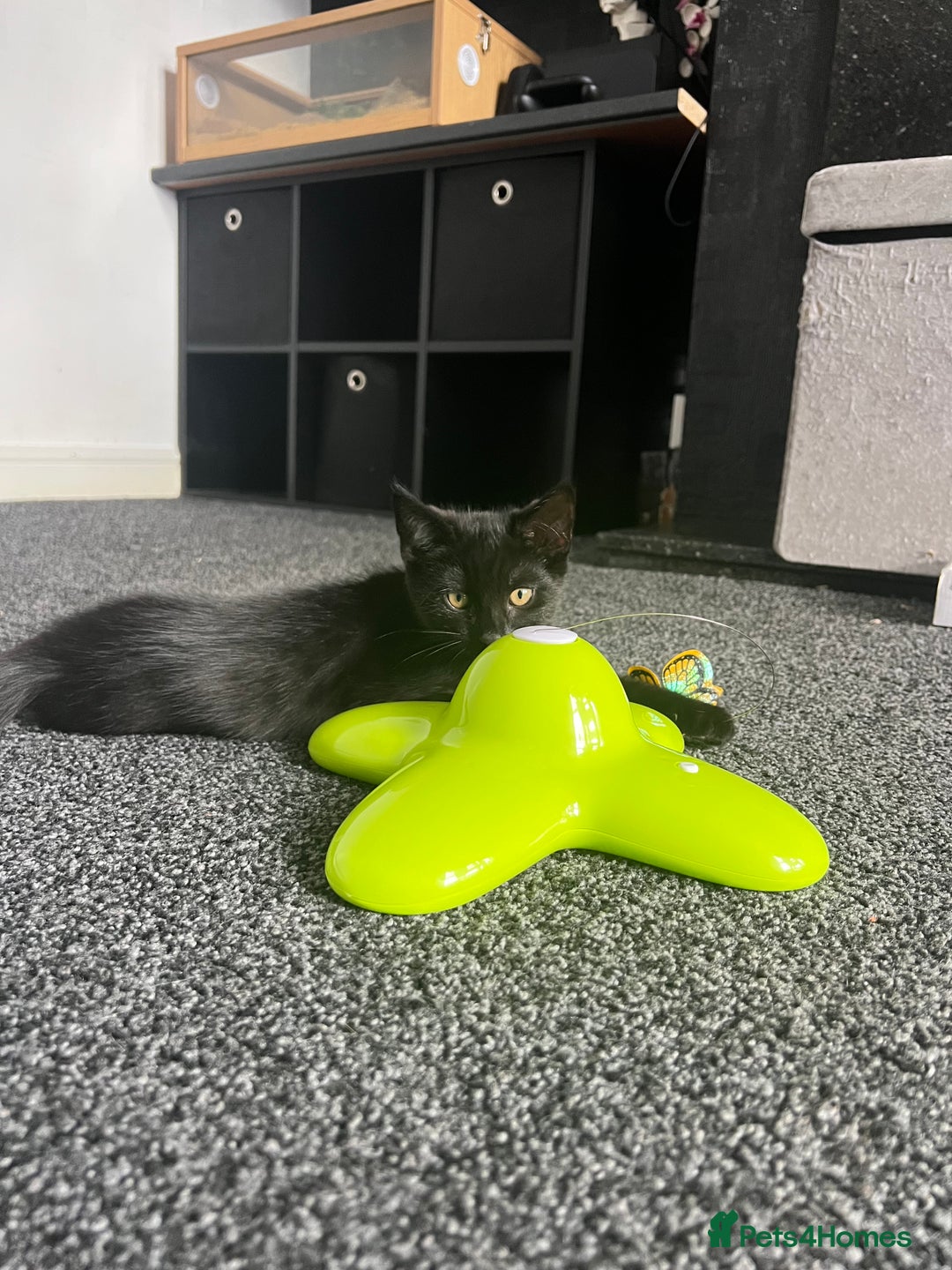 Mixed Breed cats for sale: 1 female kitten looking for home - Image 5