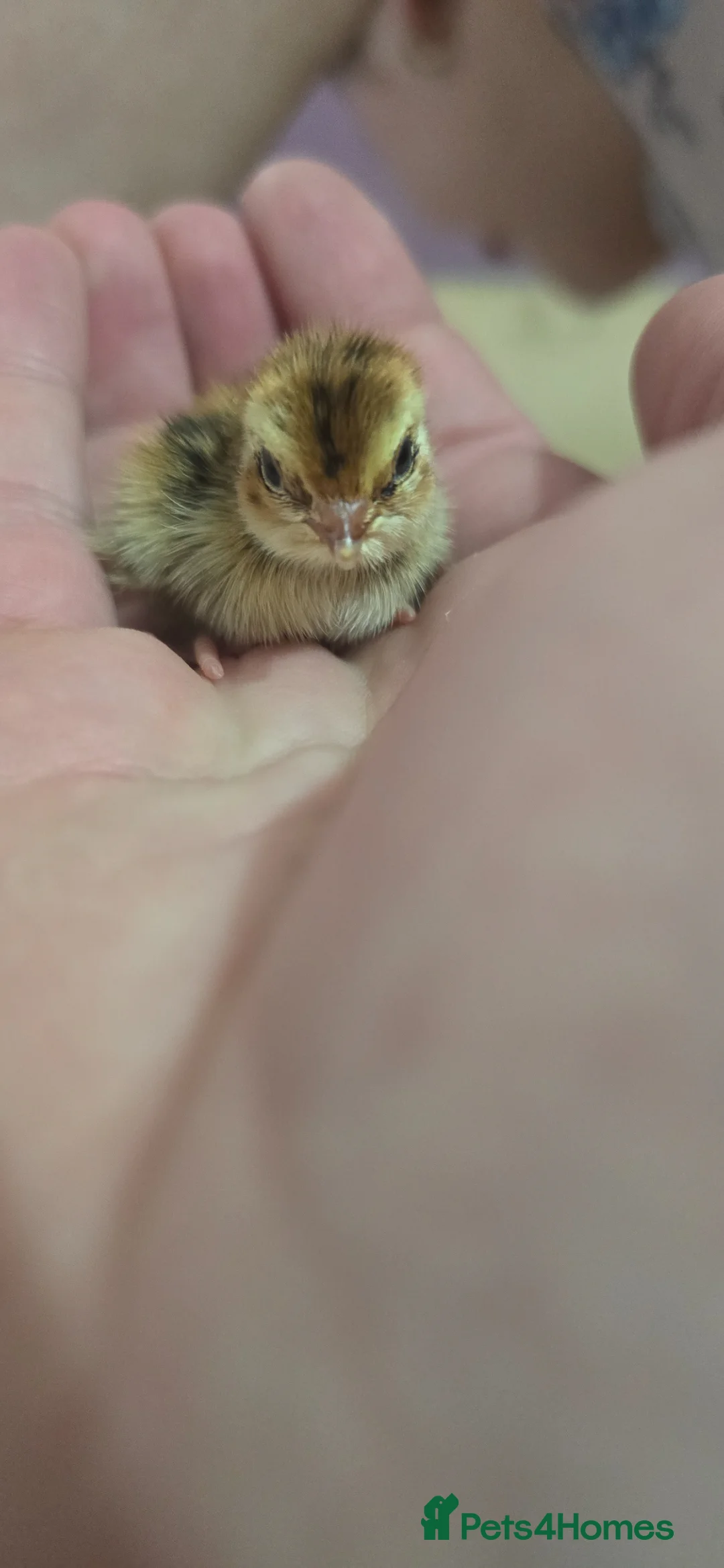 Quail poultry for sale: Mixed Colour Coturnix Quail Hatching Eggs - Advert 1