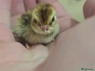 Quail poultry for sale: Mixed Colour Coturnix Quail Hatching Eggs - Advert 1