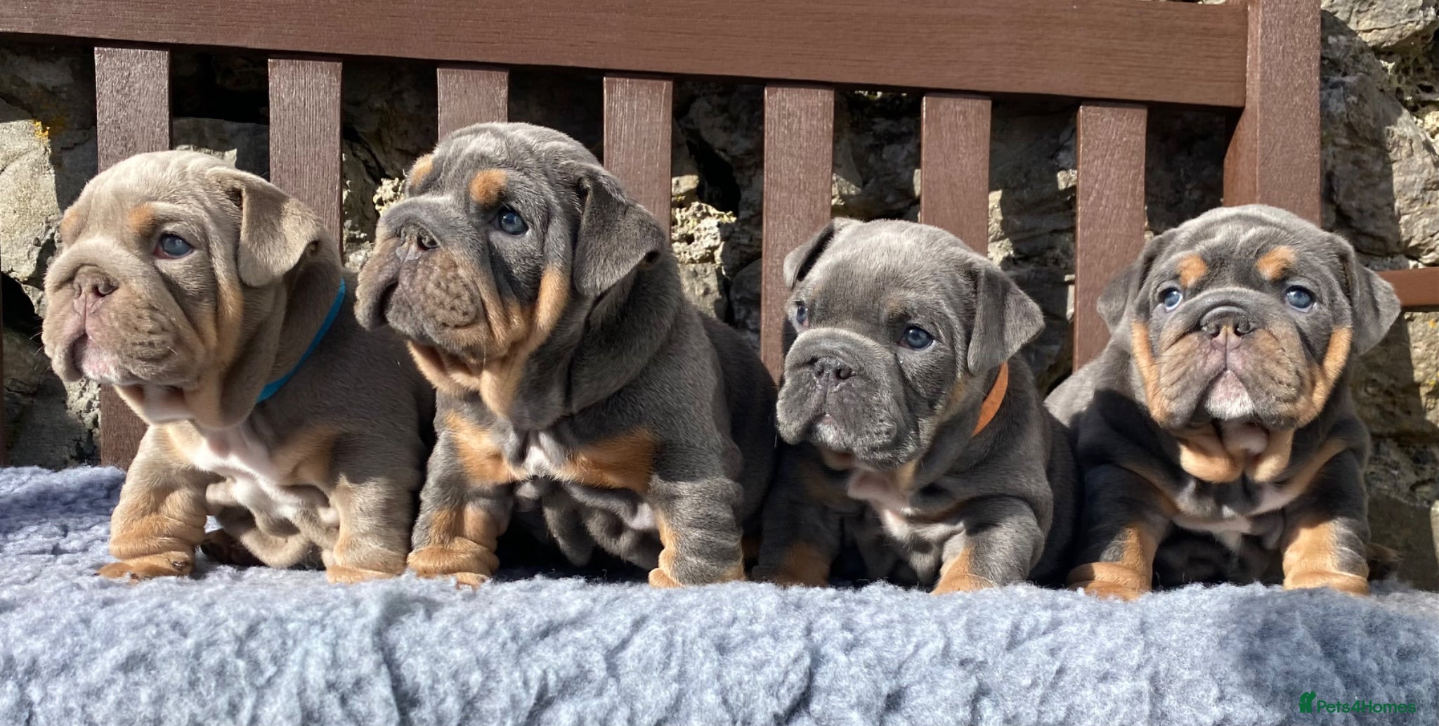 English Bulldog dogs KC registered English bulldog puppies  - Advert 12