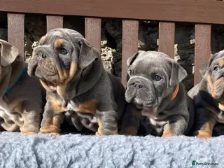 English Bulldog dogs KC registered English bulldog puppies - Advert 12