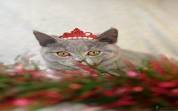 British Shorthair cats for sale: Adorable British Shorthair Kittens — READY TO GO! - Advert 1