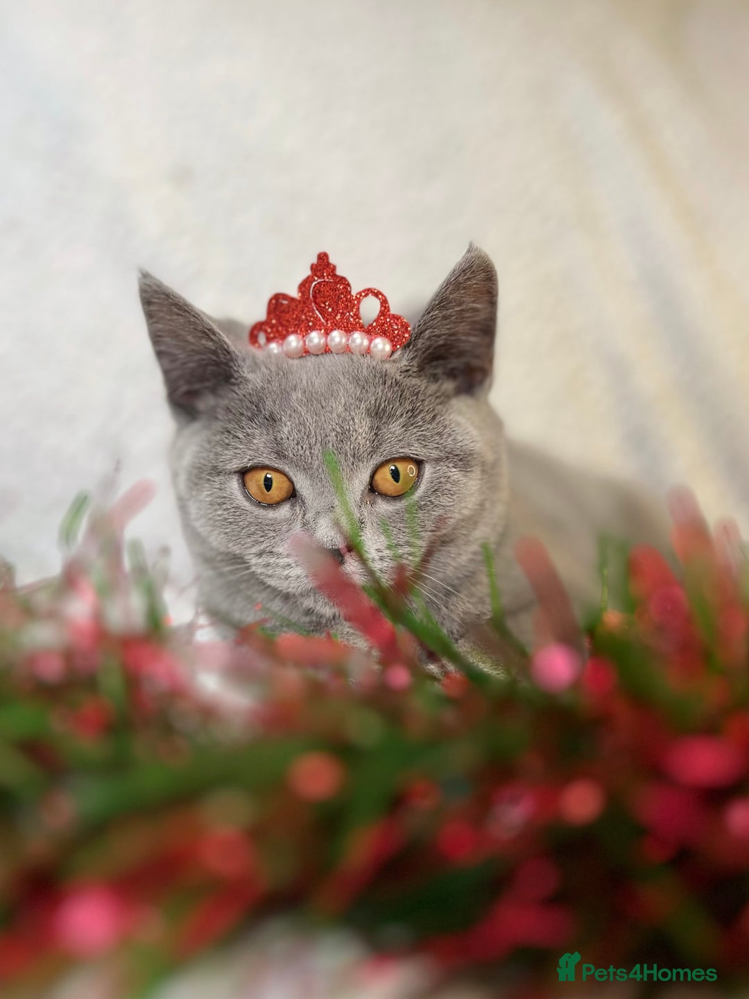 British Shorthair cats for sale: Adorable British Shorthair Kittens — READY TO GO! - Advert 1