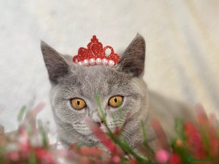 British Shorthair cats Adorable British Shorthair Kittens — READY TO GO! - Advert 1