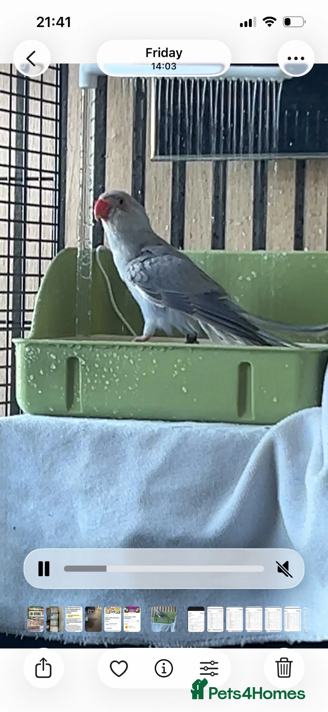 Ringnecks birds for sale: Violet baby Ringneck hand reared  in Southend-on-Sea - Advert 2