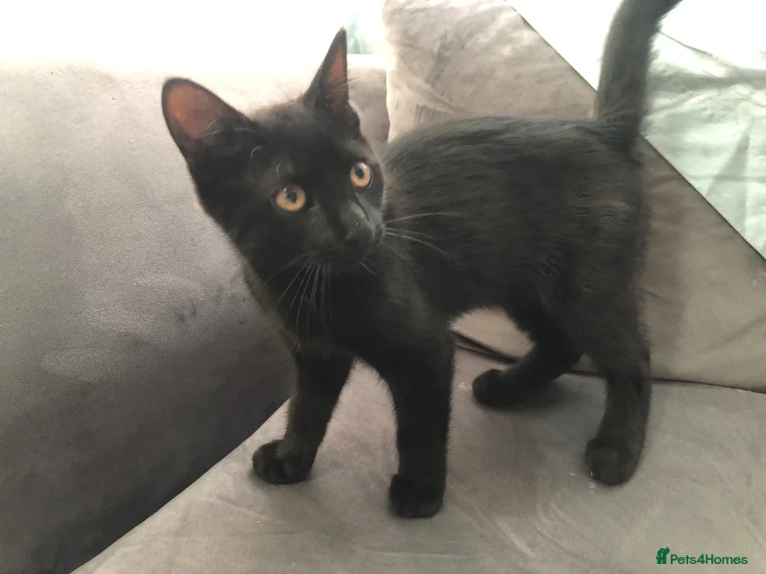 Mixed Breed cats for sale: Black male Kitten in Sittingbourne - Advert 2