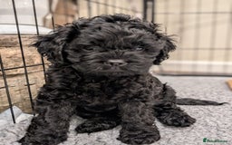 Mixed Breed dogs for sale: 💜💛🧡 PREMIUM CAVAPOOS READY TO GO 💜💛🧡 - Image 8