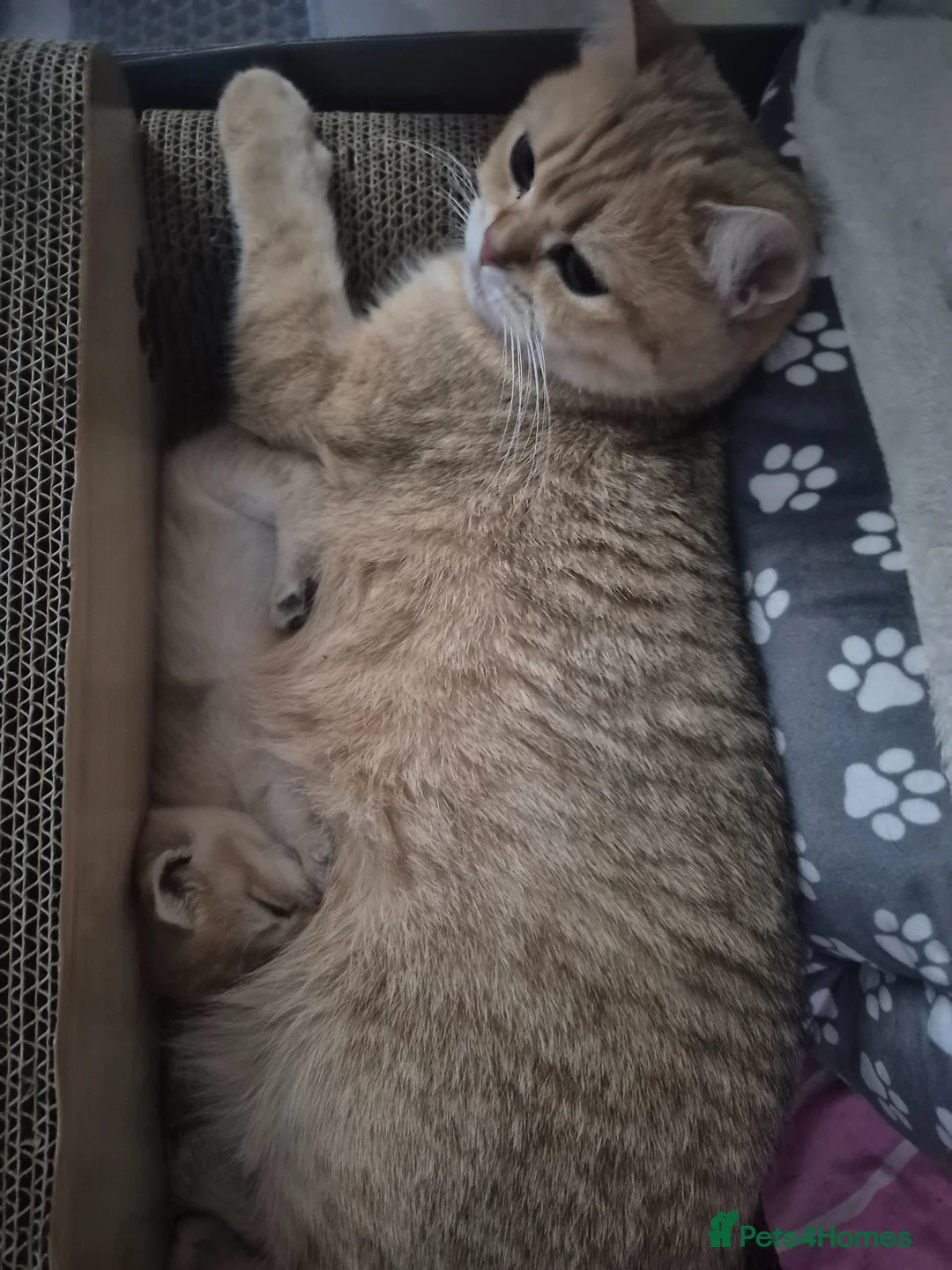 British Shorthair cats for sale: British shorthair kittens - Advert 1