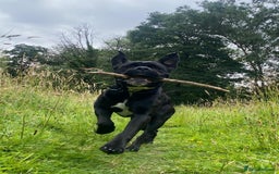 Cane Corso dogs for sale: Klaus the cane corso - Image 4