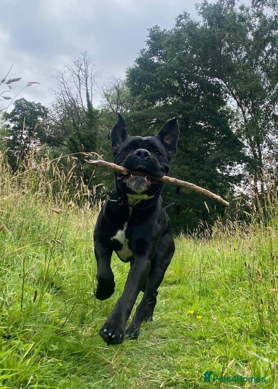 Cane Corso dogs for sale: Klaus the cane corso - Image 4